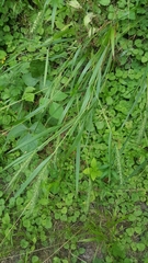 Elymus villosus