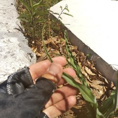 Echeandia flavescens