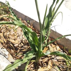 Echeandia flavescens
