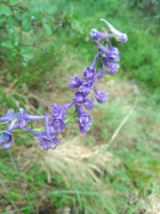 Delphinium fissum