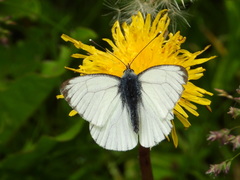 Pieris napi