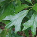 Southern Red Oak - Photo (c) Cosmic Cat, some rights reserved (CC BY-NC), uploaded by Cosmic Cat