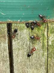 Crematogaster schmidti