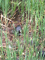 Fulica atra