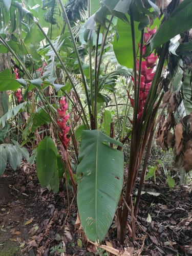 Heliconia bourgaeana, photograph 4