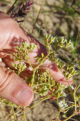 Image of Paronychia drummondii by (c) Eric Knight, some rights reserved (CC BY)
