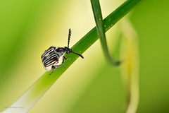 Megacerus leucospilus