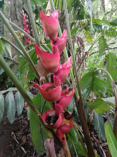 Heliconia bourgaeana, photograph 5
