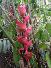 Heliconia bourgaeana, photograph (c) Juan Carlos Pérez Magaña, some rights reserved (CC BY-SA)