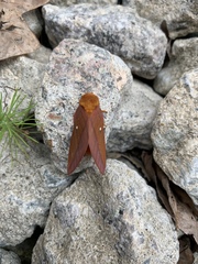 Anisota virginiensis