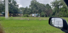 Grus canadensis image