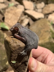 Lasiurus cinereus cinereus