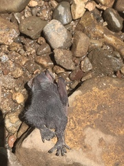 Lasiurus cinereus cinereus