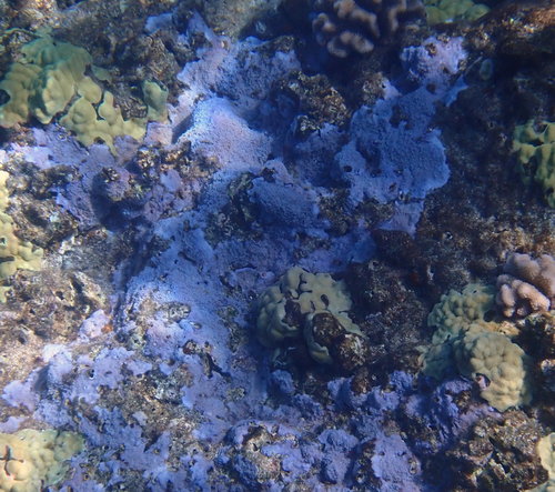 pore coral