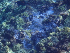 Montipora flabellata