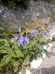 Salvia tomentosa