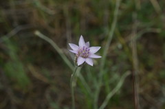 Xeranthemum cylindraceum