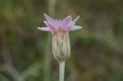 Xeranthemum cylindraceum