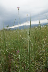 Xeranthemum cylindraceum