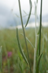 Xeranthemum cylindraceum