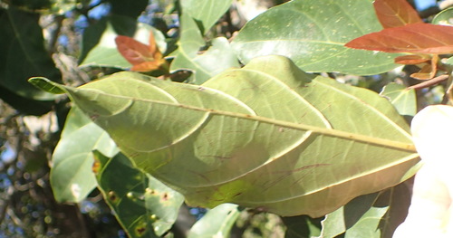 Ficus sur