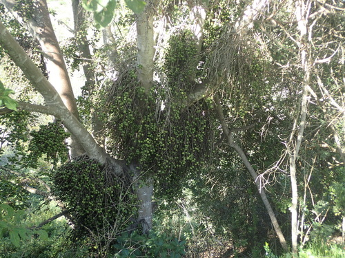 Ficus sur