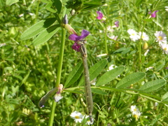 Enallagma cyathigerum