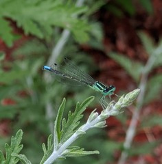 Ischnura perparva