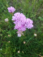 Armeria maritima elongata