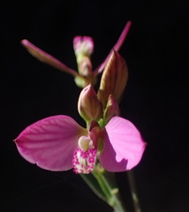 Polygala triquetra
