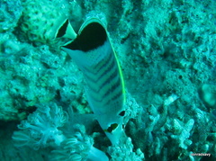 Chaetodon paucifasciatus