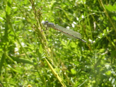 Enallagma cyathigerum