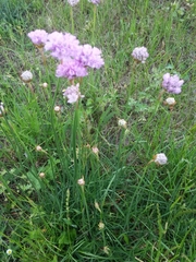 Armeria maritima elongata