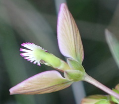 Polygala triquetra