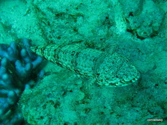 Synodus dermatogenys