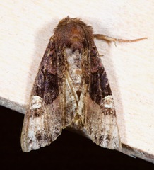Euplexia benesimilis