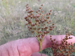 Juncus interior