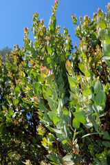 Arctostaphylos luciana