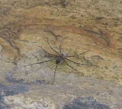 Trechalea bucculenta