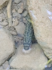 Micropterus dolomieu