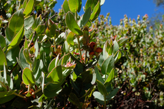 Arctostaphylos luciana