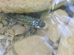 Micropterus dolomieu