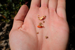 Arctostaphylos luciana