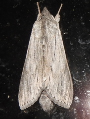 Cucullia intermedia