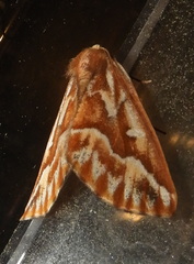 Caripeta piniata