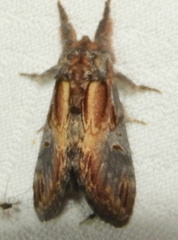 Notodonta scitipennis
