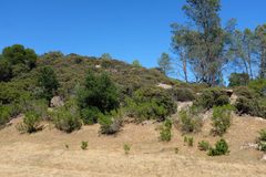 Arctostaphylos luciana