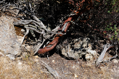 Arctostaphylos luciana