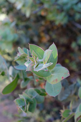 Arctostaphylos luciana