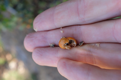 Arctostaphylos luciana